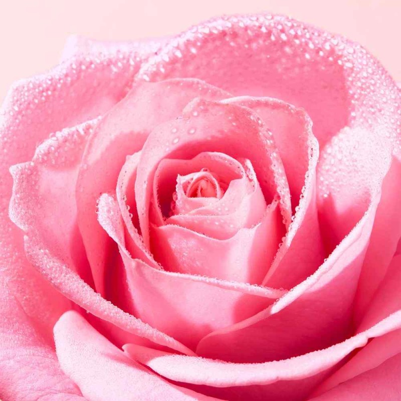 Visualizzazione chiara di Nuxe Very Rose Huile Delicate Demaquillante Olio Struccante Delicato Per Detersione Viso 150ml Visualizzazione chiara di Nuxe Very Rose Huile Delicate Demaquillante Olio Struccante Delicato Per Detersione Viso 150ml
