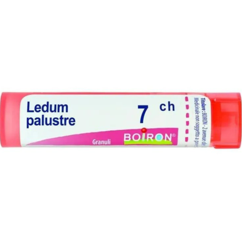 foto di Boiron Ledum Palustre 7CH Monodose Globuli Omeopatici foto di Boiron Ledum Palustre 7CH Monodose Globuli Omeopatici