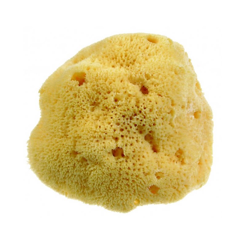 Beautytime Spugna Naturale Dama Media Alta Assorbenza Beautytime Spugna Naturale Dama Media Alta Assorbenza