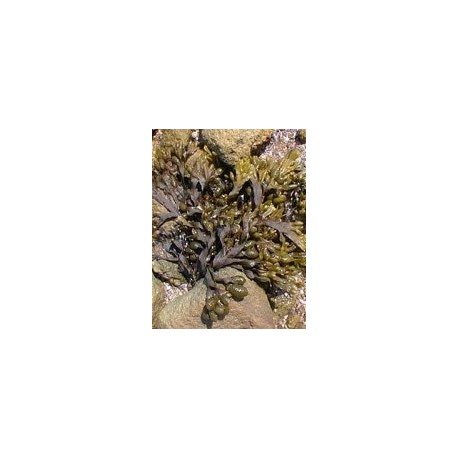 Herboplanet TSA Fucus Vesiculosus Controllo del Peso 50ml Herboplanet TSA Fucus Vesiculosus Controllo del Peso 50ml