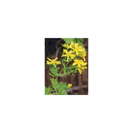 Herboplanet TSA Hipericum Perforatum per Sistema Nervoso 50ml Herboplanet TSA Hipericum Perforatum per Sistema Nervoso 50ml