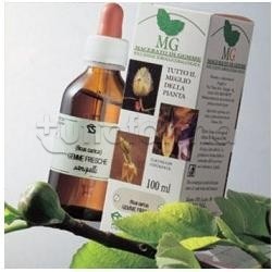 Sangalli Betulla Verrucosa Semi Macerato Glicerico 100ml scatola e flacone Sangalli Betulla Verrucosa Semi Macerato Glicerico 100ml scatola e flacone