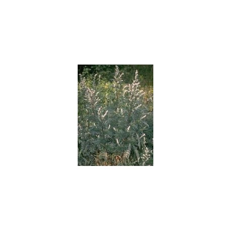 Herboplanet TSA Artemisia Vulgaris Funzione Digestiva 50ml Herboplanet TSA Artemisia Vulgaris Funzione Digestiva 50ml