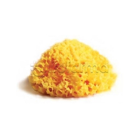 Spugna Naturale Mediterranea Laboratori Atenei 16 per Detersione 8-16 cm Spugna Naturale Mediterranea Laboratori Atenei 16 per Detersione 8-16 cm