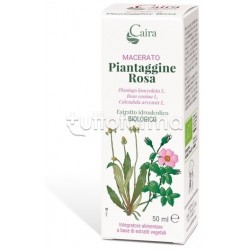 Caira Piantaggine Rosa...