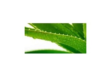 Gli 8 principali benefici dell’Aloe Vera