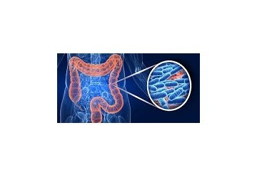 Asse intestino- fegato: come agisce sulla regolazione del metabolismo?
