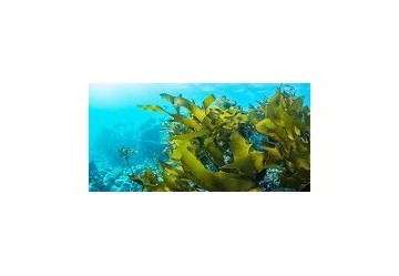 Alga Klamath: proprietà e benefici sul sistema immunitario e non solo