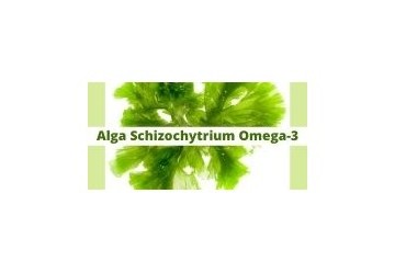 Alga Schizochytrium
