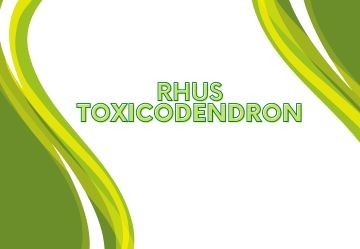 Rhus Toxicodendron in omeopatia: tutto quello che c’è da sapere