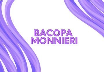 Bacopa Monnieri: a cosa serve e quali sono i migliori integratori