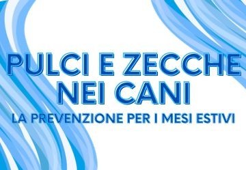 Pulci e zecche nel cane in estate: quale antiparassitario scegliere