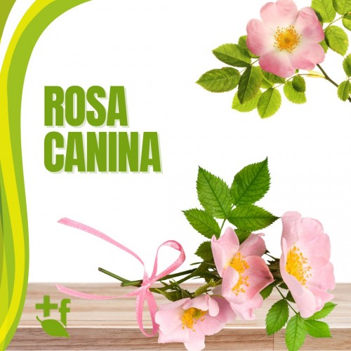 Rosa Canina
