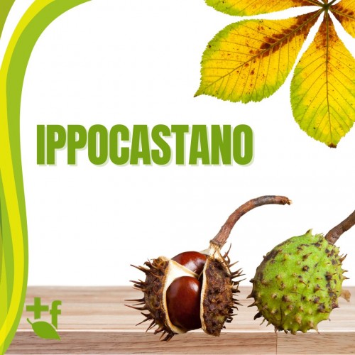 Ippocastano