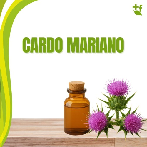 foto Cardo mariano