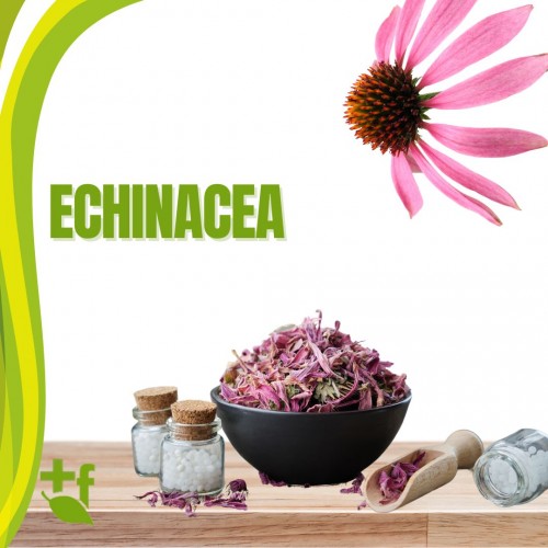 Echinacea