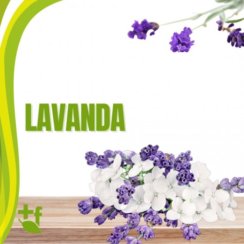 Lavanda
