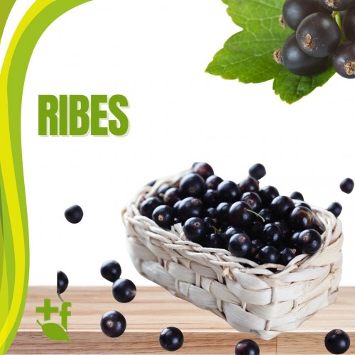 Ribes nero