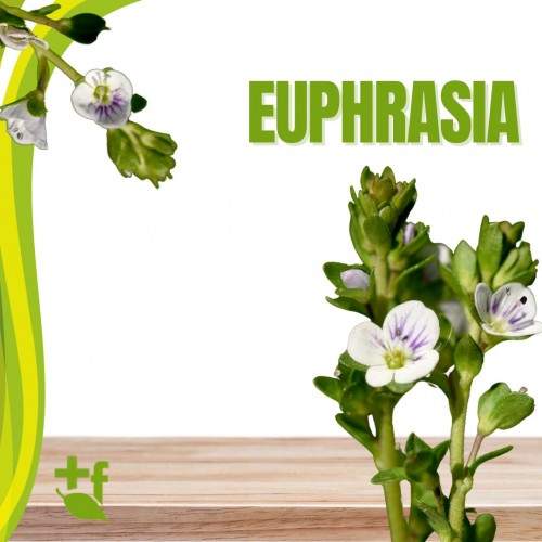 Euphrasia