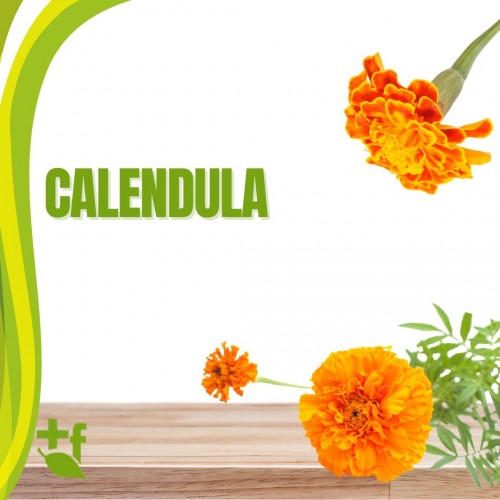 Calendula