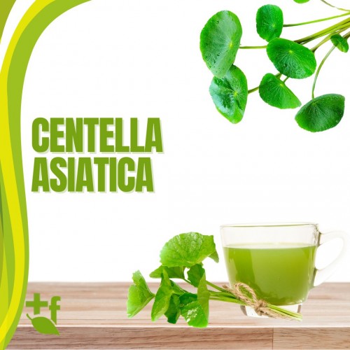 Centella asiatica