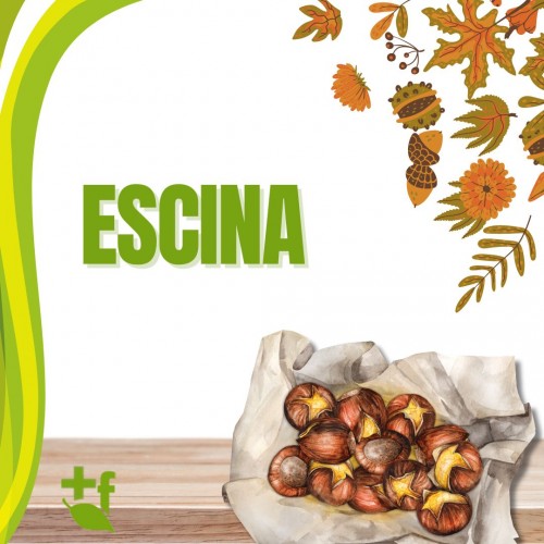 Escina