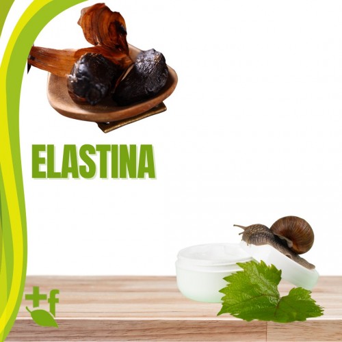 Elastina